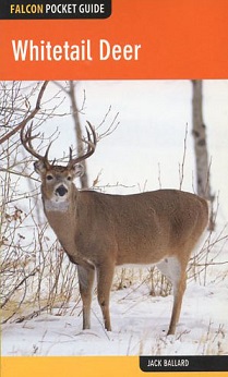 Whitetail Deer